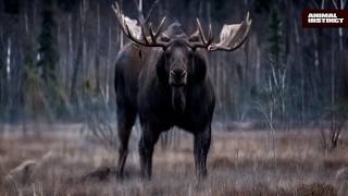 Moose Battles Bears in Epic Forest Showdown The forest Giant is in action [upl. by Affer]