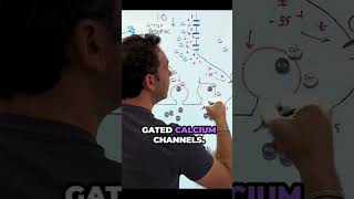 Synaptic transmission overview neurotransmitters biology synapse [upl. by Dnomaid]