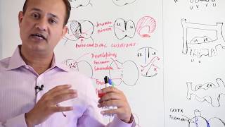 Atrial Development  Embryology [upl. by Revolc]