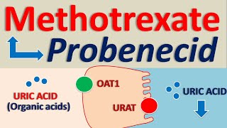 Methotrexate and Probenecid drug interaction [upl. by Maleeny905]