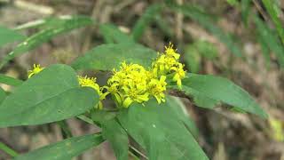 アキノキリンソウSolidago virgaurea 10231025森林公園 [upl. by Relyat684]