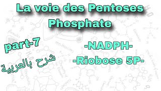 Part7  La voie des Pantoses Phosphate  درس مسار البنتوز الفوسفاتية بالعربية [upl. by Boser]