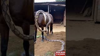 quotBoa Constrictor Captured on Video Asphyxiating Horse in Shocking Incidentquot [upl. by Arly]