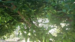 Calamansi cuttings [upl. by Ozan]