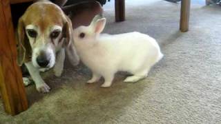 My bunny and beagle playing on a Saturday morning [upl. by Poore667]