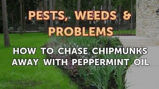 How to Chase Chipmunks Away With Peppermint Oil [upl. by Johnsson]