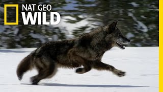 Hunting With the Dark Wolf  Wild Yellowstone [upl. by Anilas148]