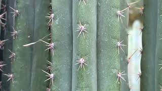 Trichocereus pachanoi Torres and Torres [upl. by Downes931]