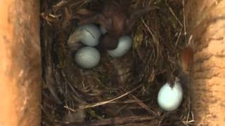 Spring Alive Cuckoo chick in the nest of Common Redstart [upl. by Montagu]