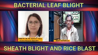 Epektibong pagpuksa sa Bacterial leaf blight sheath blight at rice blast [upl. by Eiramlehcar169]