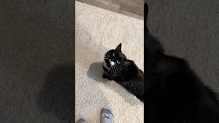 Cute cat explains why nature is better [upl. by Covell]