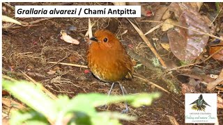 Grallaria alvarezi Chamí Antpitta western andes endemic birds colombia [upl. by Jerri413]