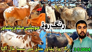 Ring Road Peshawar Maweshi Mandi New Updates 3 5 2024  Cow Mandi 2024  Munsif Khan Vlog [upl. by Blanc]