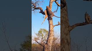 Close Call Hyena Chases Leopard Up Tree [upl. by Lotty455]