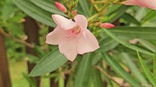 Nerium oleander in bloom September 2024 [upl. by Ondrea]