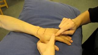 Metacarpophalangeal Joint Dorsal aspect Hand Palpation [upl. by Tnecnivleahcim]