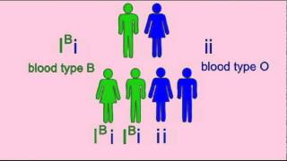 GENETICS 1 INHERITANCE OF BLOOD TYPE [upl. by Alda998]