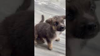 Kya main Acha Nhi Dikhta 😏 dog funny doglover youtubeshorts garmanshepherd [upl. by Costanzia]