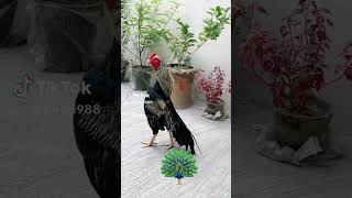 birds Murgi Mugre You tube shorts [upl. by Pilihp]