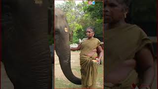 சேட்டை🐘🐘 ரொம்ப அதிகமா பண்ணுவாங்க🦦 elephant vandalur vandalurzoo ibctamil [upl. by Webster]