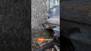 Fatest Tree Cutting Machine😳😲 youtubeshorts woodworking shortsfeed facts shorts viralshorts [upl. by Serica]