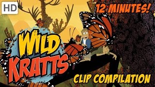 Wild Kratts  Insects and Critters [upl. by Steddman5]