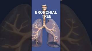 INTRODUCTION TO BRONCHIAL TREE bronchialtree respiratorysystem respiration medicaleducation [upl. by Valentia]