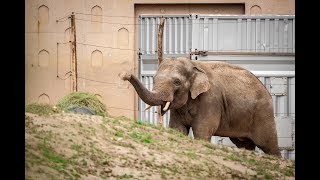 Kanvar de zingende olifant ️🎤🐘 [upl. by Araiek]