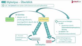 Glykolyse Part 1 [upl. by Ecydnac]