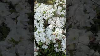 Spring blooms at Dandenong Ranges Botanic Gardenvictoria [upl. by Atiuqihs]