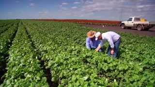 Queensland Agriculture opportunities for growth [upl. by Kwang918]