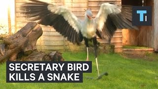 Secretary bird kills a snake [upl. by Gifford]