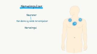 Nervesystemet Nerveimpulser [upl. by Mcgaw393]