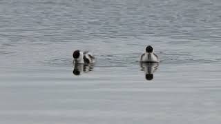 Shelduck [upl. by Patricia694]