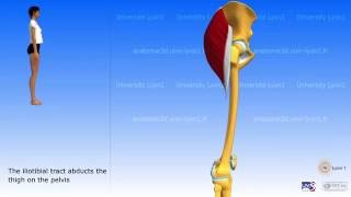 Gluteus maximus tensor fascia lata iliotibial tract [upl. by Yhtuv]