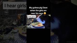 My male guinea pig when he hears the females near his cage guineapig funnypets cutepets [upl. by Valerle699]