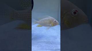 Heckelli cichlid🐠 heckellifish cichlids fish fishtank aquarium beautifulfish ytshorts cute [upl. by Mandel]