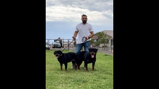 Breeding Real Rottweilers [upl. by Irak679]