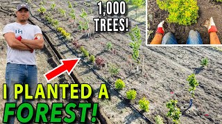 I Planted 1000 Trees in 2 Days  Yard Geek Episode 2 [upl. by Teeniv]