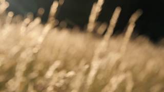 Wind Blowing Across The Forest Meadow  Wind Through The Grass Crickets [upl. by Akilegna]