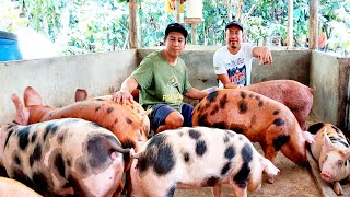 3 Diskarte para mabilis Lumaki at Mabigat ang mga Alagang Baboy [upl. by Eylrahc]