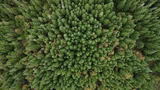 Boreal Forest Canada  Taiga   summer drone video [upl. by Ahseen]