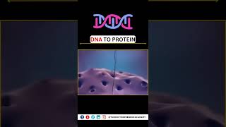 From DNA to Protein How Your Bodys Factory Works 🧬💪 BiologyExplained [upl. by Aerdied696]