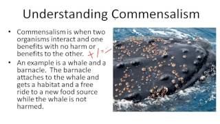 Understanding Commensalism [upl. by Jaela860]