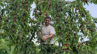 HARVESTING HUGE OXHEART CHERRY IN THE VILLAGE RELAXING VILLAGE LIFE COOKING CHERRY JAM AND COMPOTE [upl. by Nala]