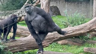 Burgers Zoo  Gorilla Troop Standing up Gorilla  4K High Quality [upl. by Anir]