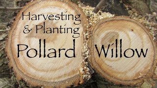 Pollard willow Harvesting and Planting [upl. by Letnuhs]