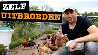 Zelf Eieren Uitbroeden met de Broedmachine [upl. by Sass802]