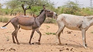 Donkeys Are Happy in mY village [upl. by Ameerahs]