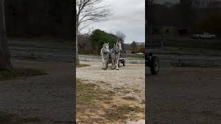 These Draft Horses drive themselves carriagedriving drafthorses drafthorse horse percheron [upl. by Cherin571]